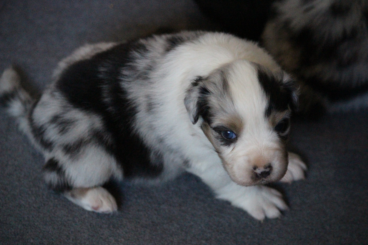 Des Eoles Du Sor - Chiots disponibles - Berger Australien