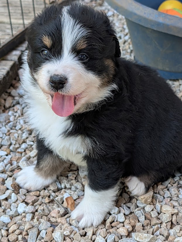 Des Eoles Du Sor - Chiots disponibles - Berger Australien