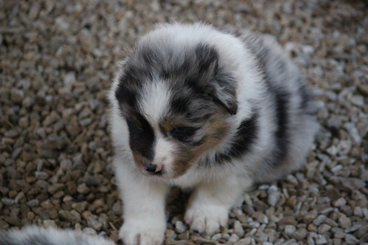 Des Eoles Du Sor - Chiots disponibles - Berger Australien