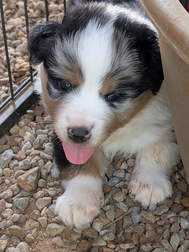 Des Eoles Du Sor - Chiots disponibles - Berger Australien