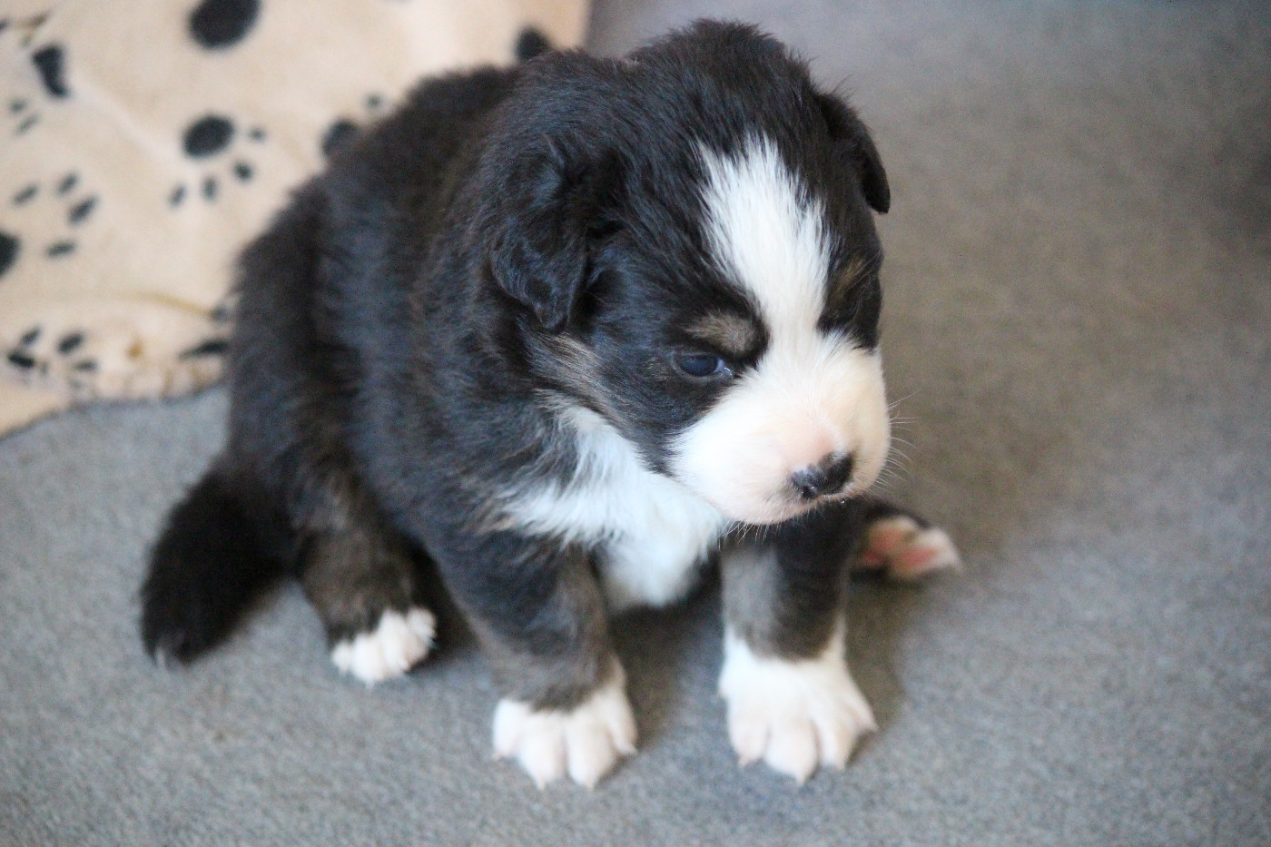 Des Eoles Du Sor - Chiots disponibles - Berger Australien