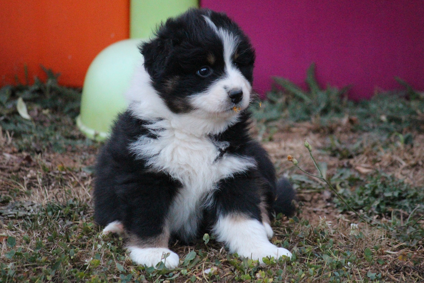 Des Eoles Du Sor - Chiots disponibles - Berger Australien