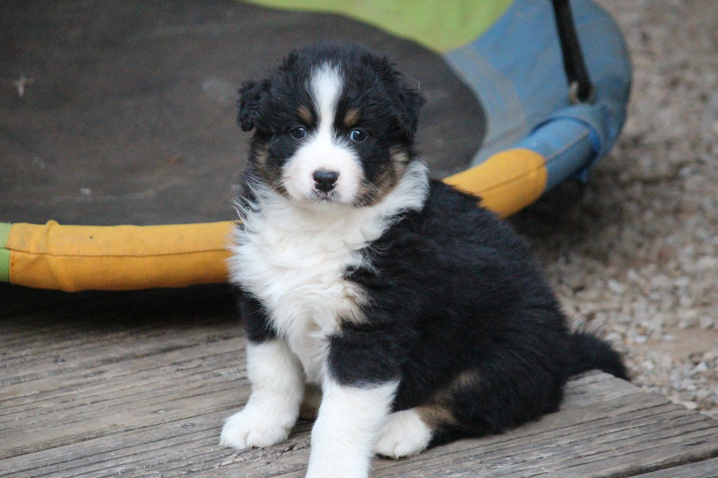 Des Eoles Du Sor - Chiots disponibles - Berger Australien
