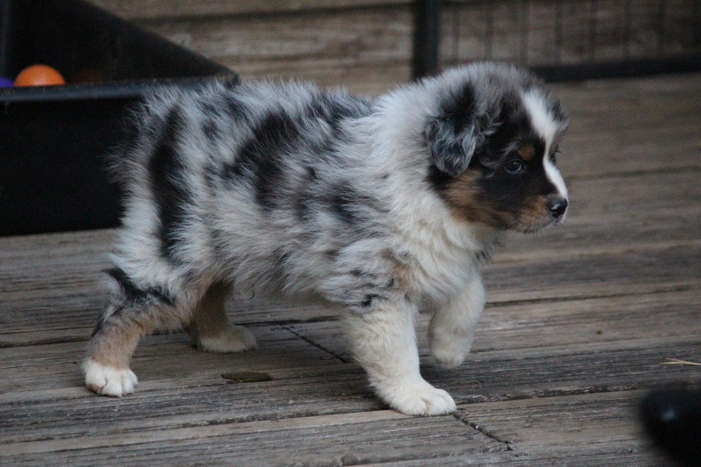 Des Eoles Du Sor - Chiots disponibles - Berger Australien