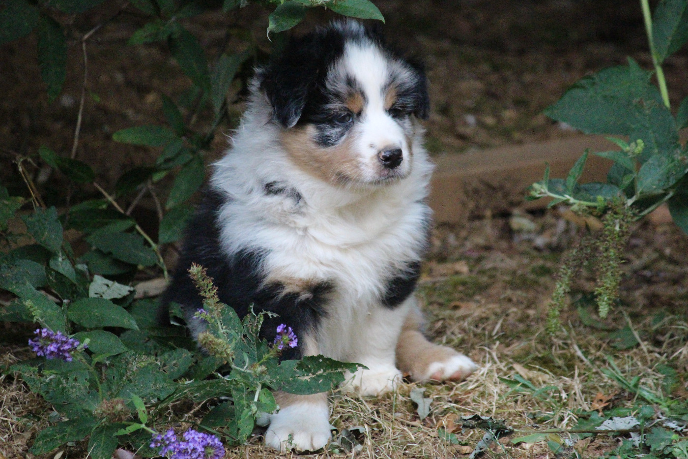 Des Eoles Du Sor - Chiots disponibles - Berger Australien