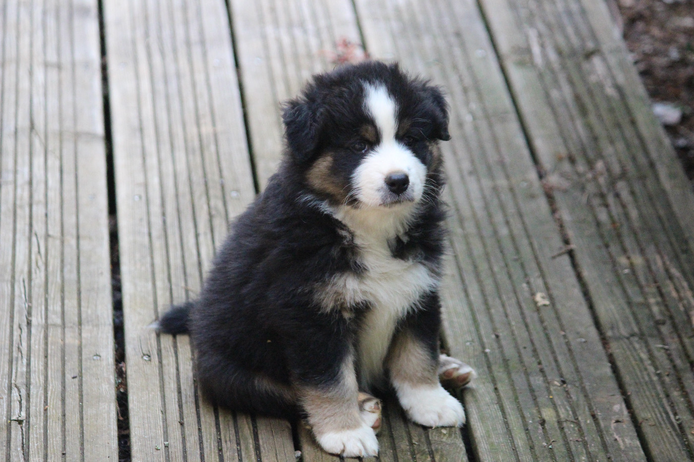 Des Eoles Du Sor - Chiots disponibles - Berger Australien