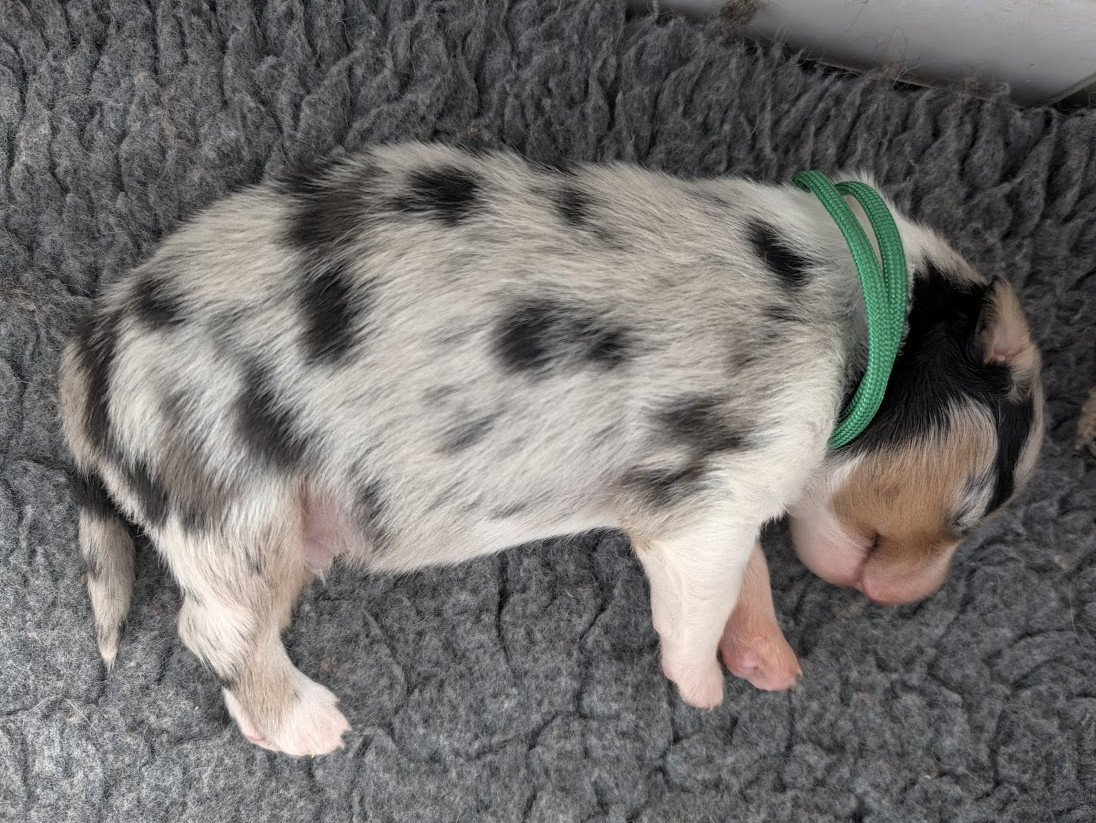 Des Eoles Du Sor - Chiots disponibles - Berger Australien