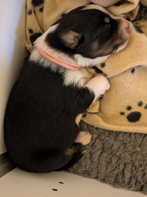 Des Eoles Du Sor - Chiots disponibles - Berger Australien