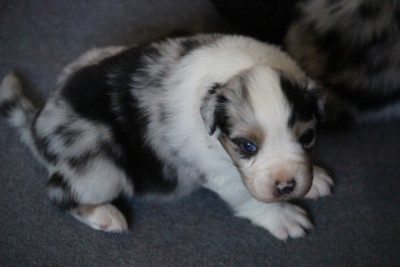 BENJI